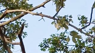 Monkey ????????