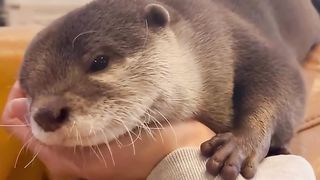 Animalzinho lindo