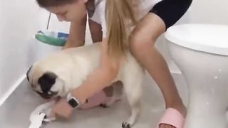 cats and dogs are always funny
