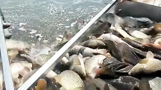Amazing videos vol 357