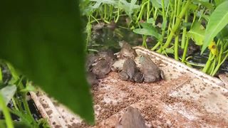 Raising 400 Frogs in a Small Pond Raising Frogs Naturally and Growing Choy Sum