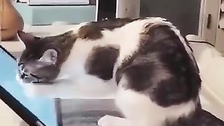 Funny_Animal_Videos_2024_????_-_Funniest_Dogs_and_Cats_Videos_????(360p)(18).