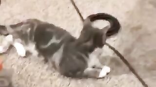 Funny_Animal_Videos_2024_????_-_Funniest_Dogs_and_Cats_Videos_????(360p)(17).