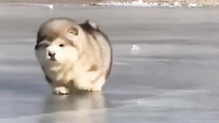 #Cute Puppies Super cute baby