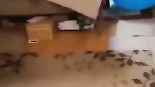 Good_Job_Good_Boy????????_#dog_#funny_#animals_#shorts_#2024_#funnyanimals_#funnydogvideos(360p).