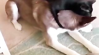 Funny_Animal_Videos_2024_????_-_Funniest_Dogs_and_Cats_Videos_????(360p)(14).
