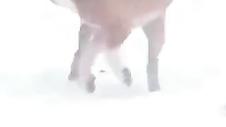 Funny_Animal_Videos_2024_????_-_Funniest_Dogs_and_Cats_Videos_????(360p)(12).