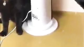 Funny_Animal_Videos_2024_????_-_Funniest_Dogs_and_Cats_Videos_????(360p)(10).