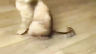 Funny_Animals_2024_????_-_Funniest_Cats_and_Dogs_video_????_????_#shorts(360p)(1).