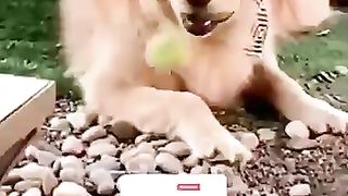 Funny_Animal_Videos_2024_????_-_Funniest_Dogs_and_Cats_Videos_????(360p)(9).