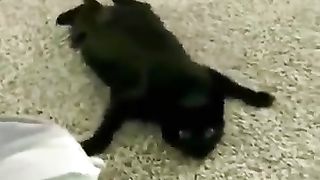 Funny_Animal_Videos_2024_????_-_Funniest_Dogs_and_Cats_Videos_????(360p)(6).