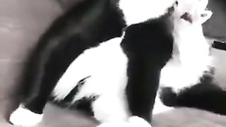 Funny_Animal_Videos_2024_????_-_Funniest_Dogs_and_Cats_Videos_????(360p)(5).