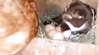 funny videos of Pja