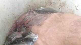 Enaknya budidaya lele dikolam tanah bisa menggunakan pakan alternatif❗Ini pakan alternatif yang sering digunakan