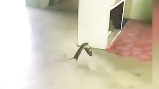 funny_animals_2024_#shorts_#funnyanimals(360p).
