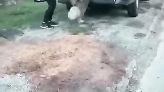 Funny_animals_videos 2024