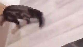 Funny_Animal_Videos_2024_????_-_Funniest_Dogs_and_Cats_Videos_????(360p)(1).
