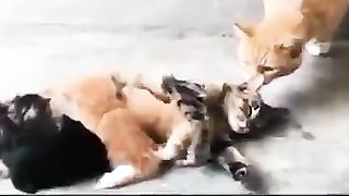 Funny_Animal_Videos_2024_????_-_Funniest_Dogs_and_Cats_Videos_????(360p).