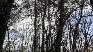 "Wild Symphony: A Cinematic Portrait of Nature's Untamed Beauty ???????? #NatureCinematics #VisualHarmony"
