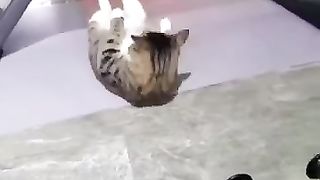 Funny_Animals_2024????-_Funniest_Cats_And_Dogs_Video????????168_#shorts(360p).