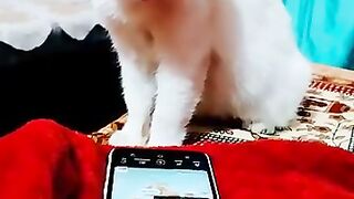 Funny_animals_2024_????_ll_Funniest_cats_video_????????_#shorts(360p).