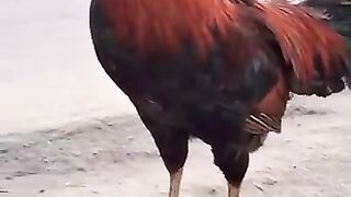 Funniest_Animals_2024_????_New_Funny_Videos_????????Part2_#shorts_#funny_#funnyvideo_#fyp_#fypシ_#youtubeshort(360p).