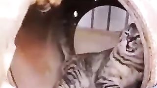 Funny_Animals_2024????-_Funniest_Cats_And_Dogs_Video????????170_#shorts(360p).