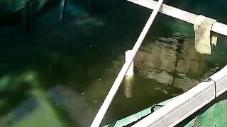 Pergantian air kolam❗Jangan lupa gunakan penyaring ( filter sederhana ) untuk sterilisasi air