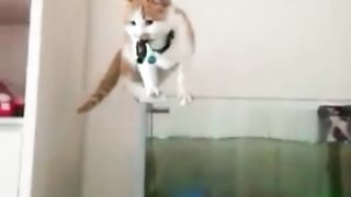 Funny Win