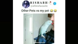 Other pets and pets