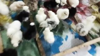 The white and black choozay ll beautiful black