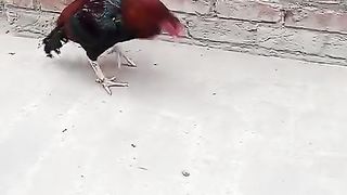 This is the rooster