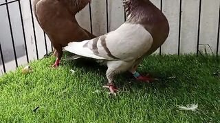 The kabootar ll beautiful birds