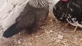 Red red ll Taj ll Taj rooster