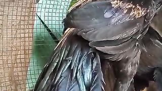 Different colors ll black birds ll birds