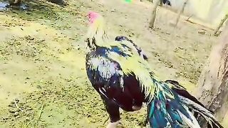 The birds ll colorful birds ll birds
