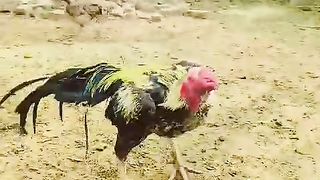 A.  Color ll beautiful birds ll climate