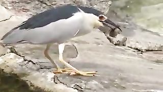 Funny Win