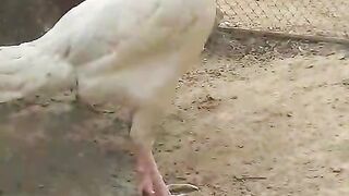 Hell o ll my bird
