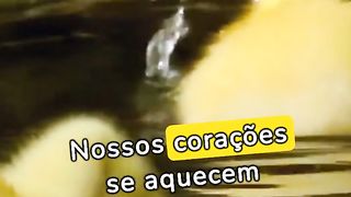 Patinho Lindo