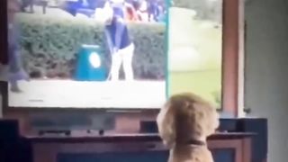 Funny cats and dogs