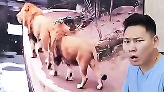 King_Lion_Failed????_#memes_#viral(360p).