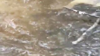 Намертво сцепившихся рогами оленей разделили при помощи пилы