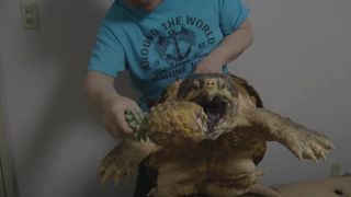 Черепаха монстр нападает на аллигатора.