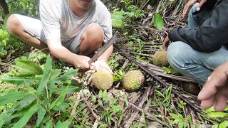 Eat fruit king durian in indonesia