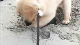 Pets are funny