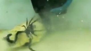 Тетраодон фахака (Tetraodon lineatus) - рыба, которая ест всё.