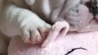 Pets are funny