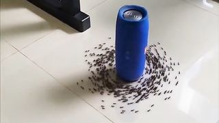 Music-loving ants dance around the speaker