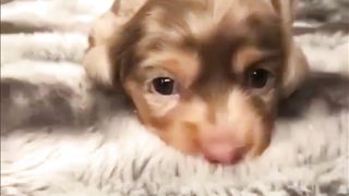 Funny Pets
